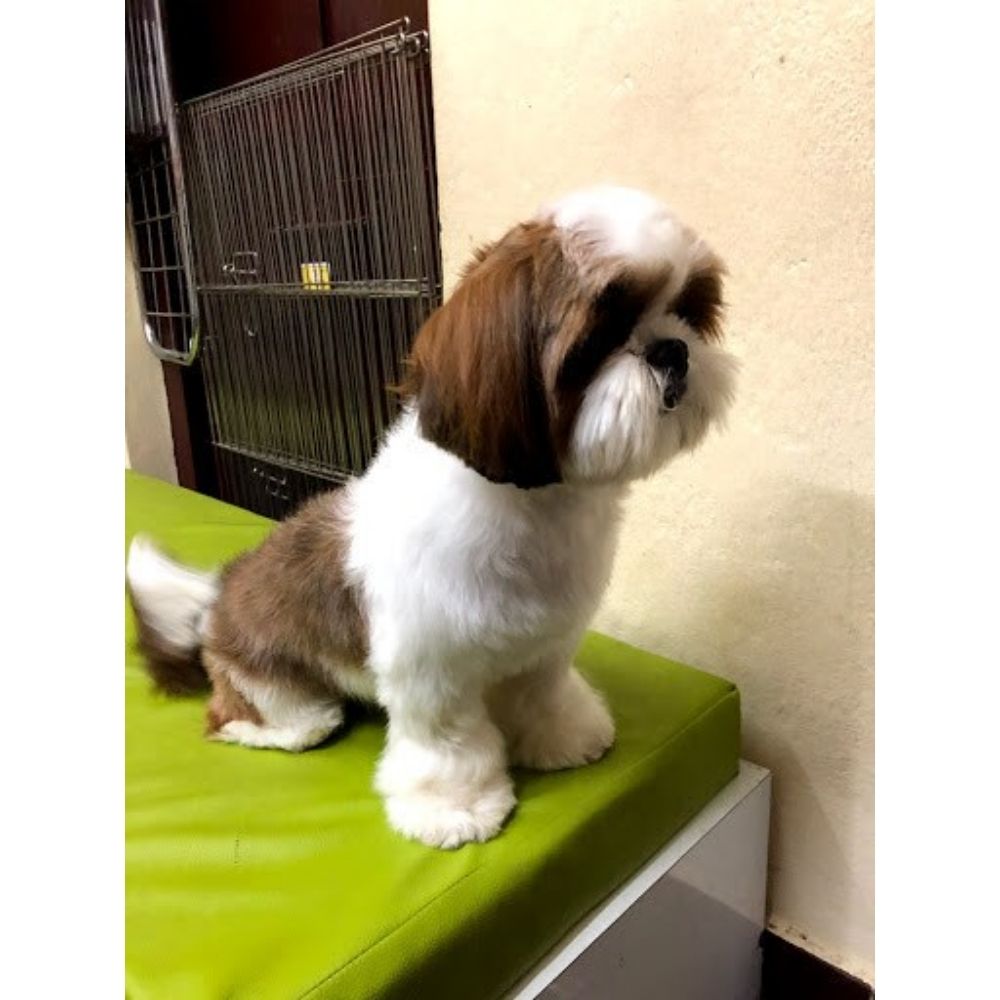 Pets Vegas Groomer Hyderabad