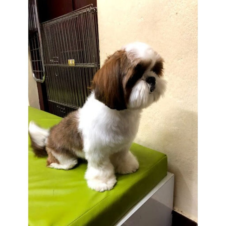 Pets Vegas Groomer Hyderabad