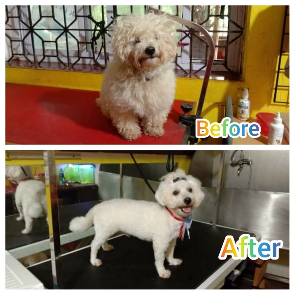 V Love Petz Groomer Hyderabad
