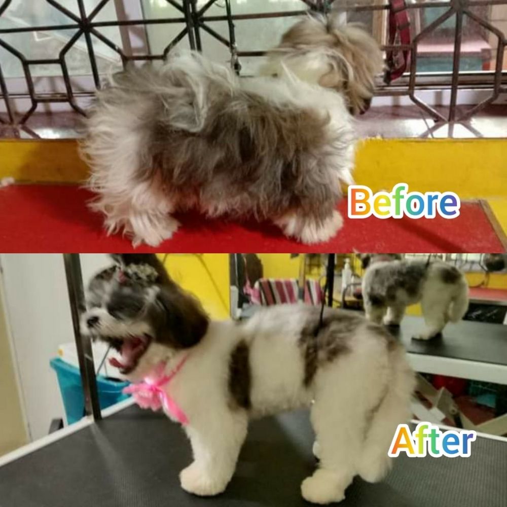 V Love Petz Groomer Hyderabad