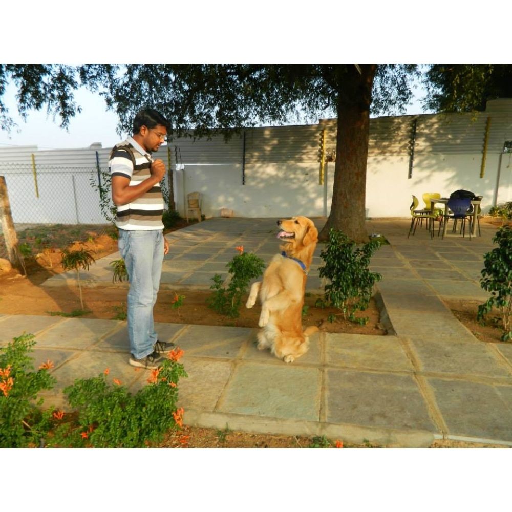 Happy Dogs Kennel Boarding And Training Trainer Hyderabad