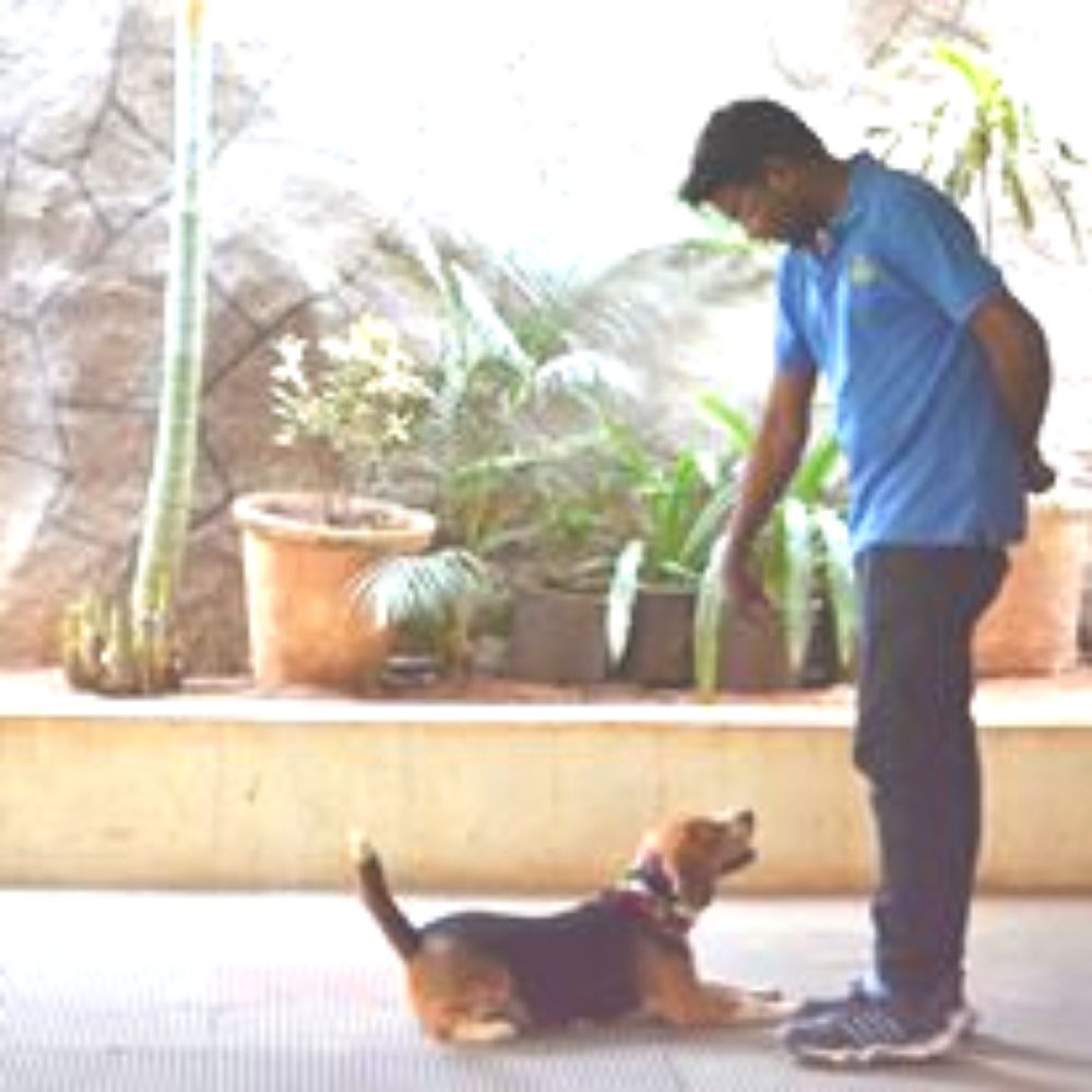 Happy Dogs Kennel Boarding And Training Trainer Hyderabad