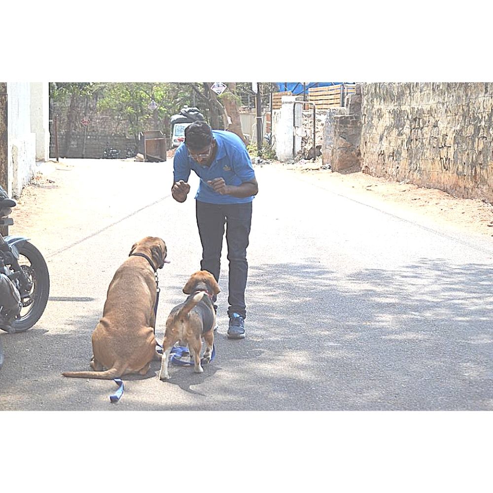 Happy Dogs Kennel Boarding And Training Trainer Hyderabad