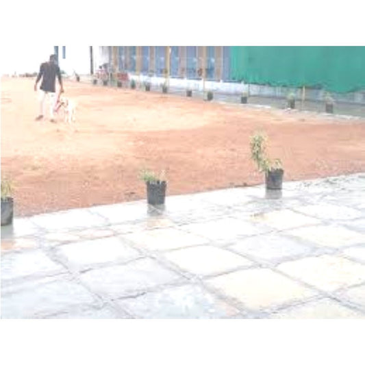 Delta Kennels Dogs Training And Boarding Service Trainer Hyderabad