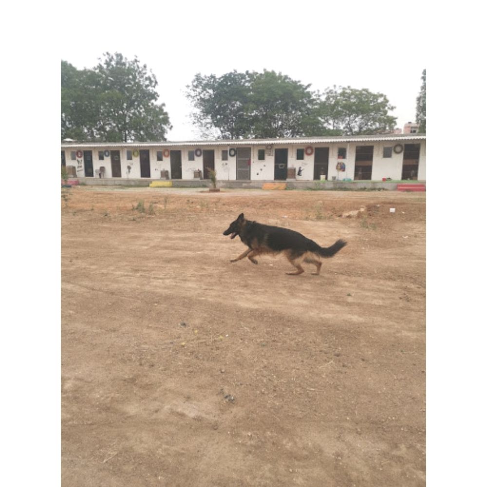 The Marley's Pet Resort & Training Boarding Hyderabad