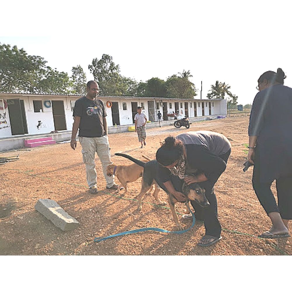 The Marley's Pet Resort & Training Boarding Hyderabad