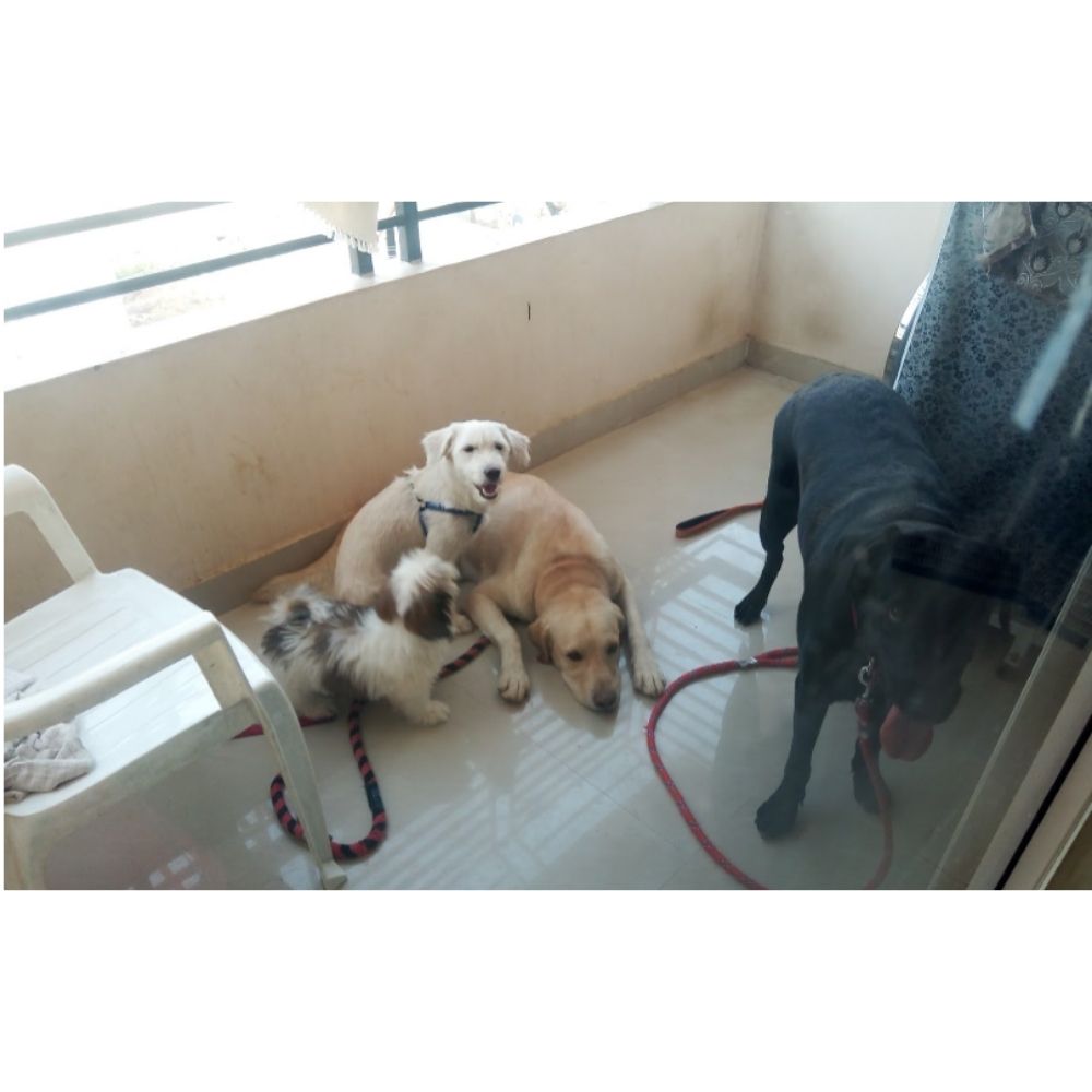 Buddies Care Pet Home Boarding Services Boarding Hyderabad