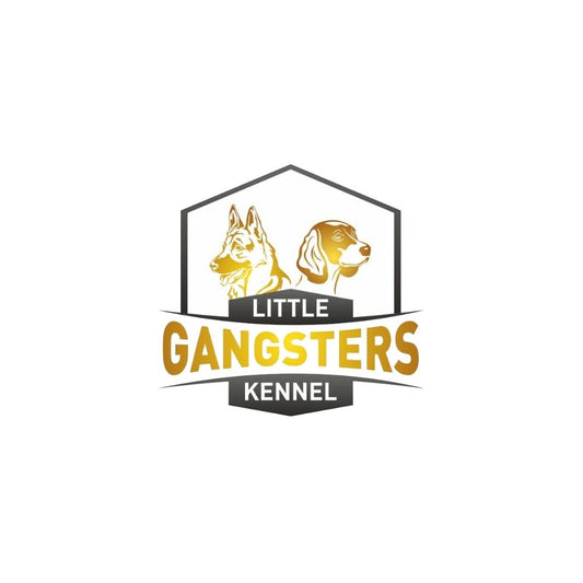 Little Gangster's Kennel Breeder Coimbatore
