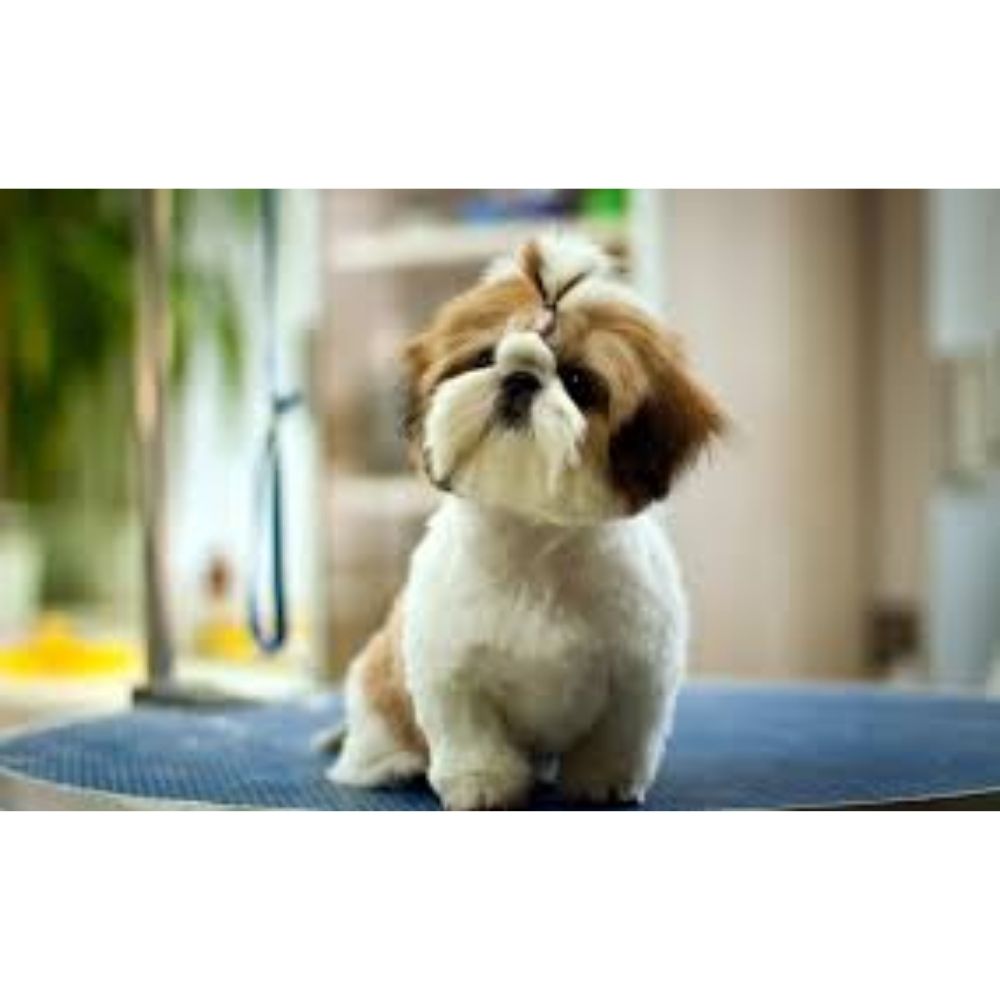 Little Gangster's Kennel Breeder Coimbatore