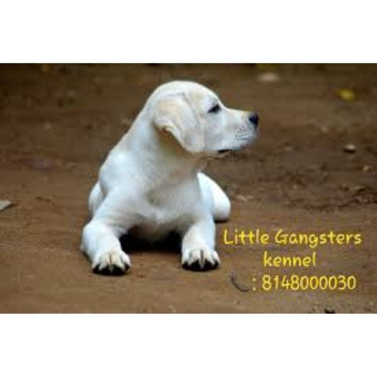 Little Gangster's Kennel Breeder Coimbatore