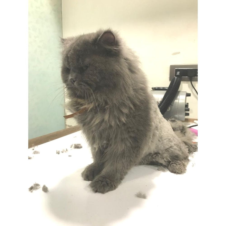 The Happy Tail Pet Grooming Groomer Mumbai