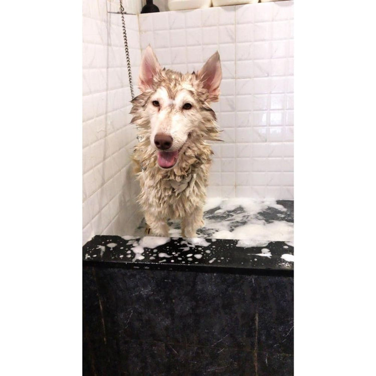 The Happy Tail Pet Grooming Groomer Mumbai