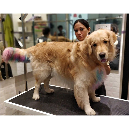 Pets In Style Grooming Spa Groomer Mumbai