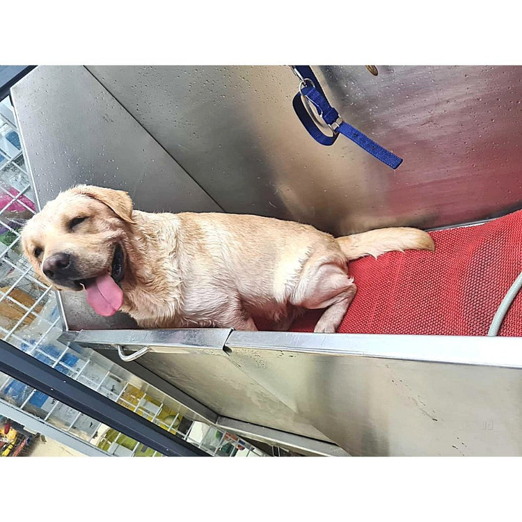 Pets In The City Groomer Mumbai