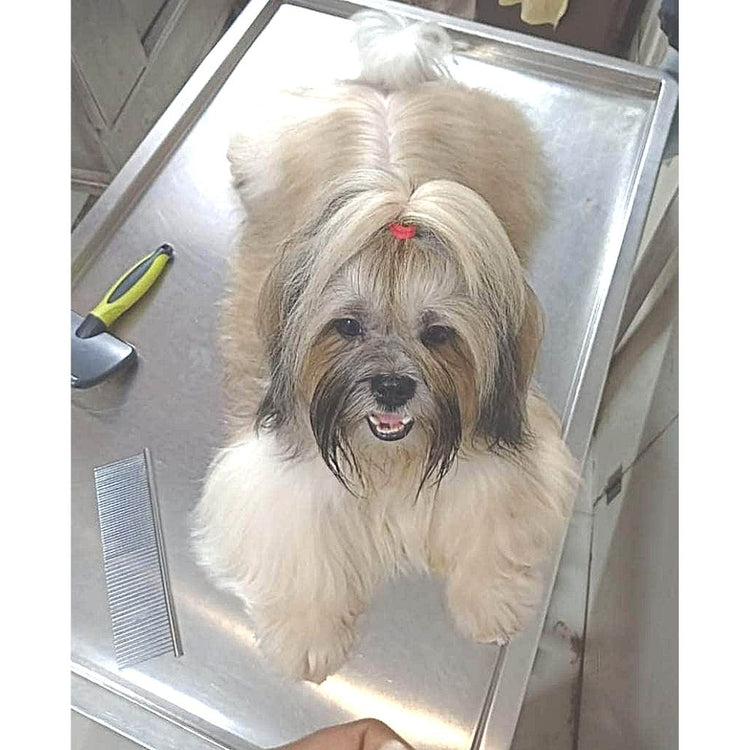 Pets In The City Groomer Mumbai