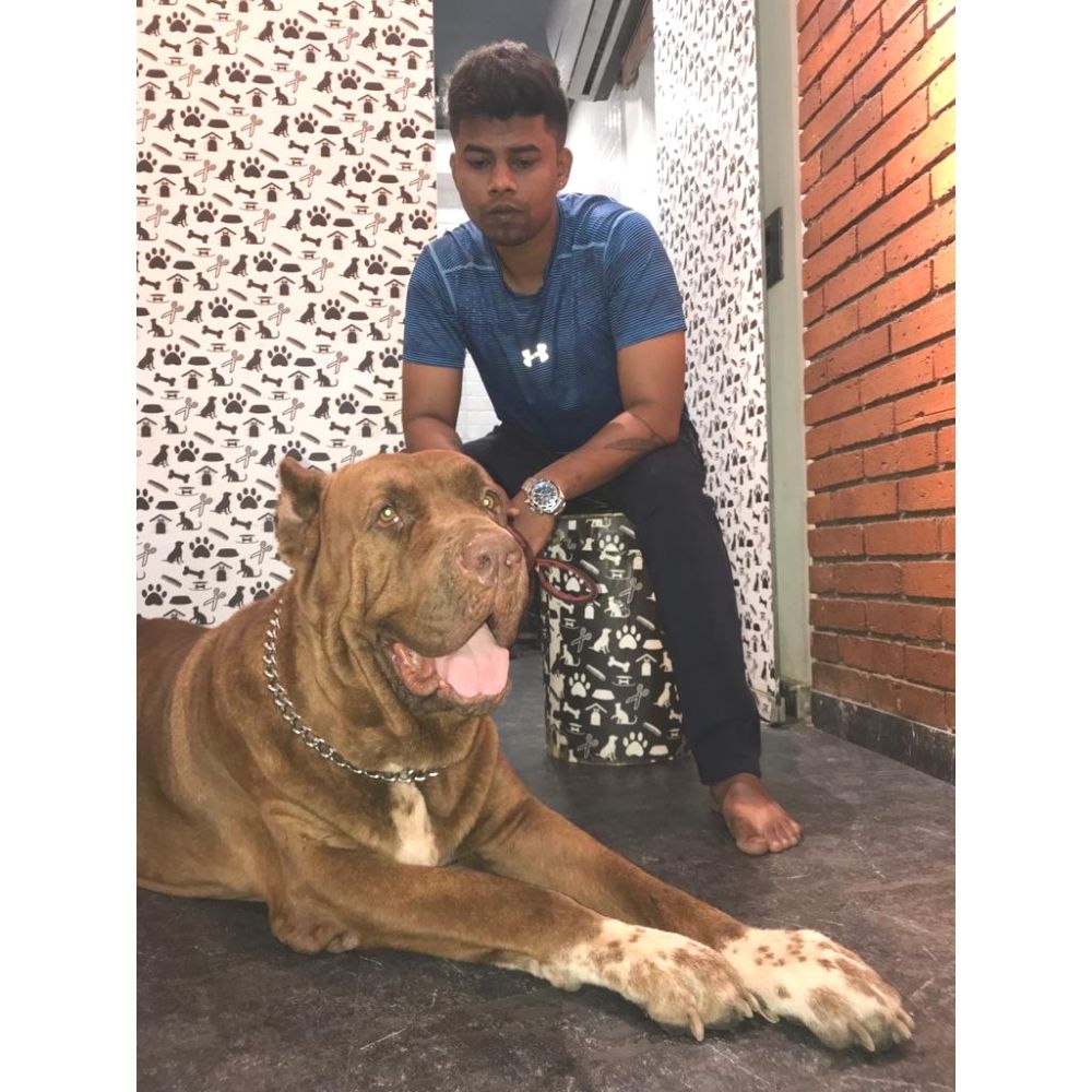 The Happy Tail Pet Cafe & Boarding, Boarding Mumbai