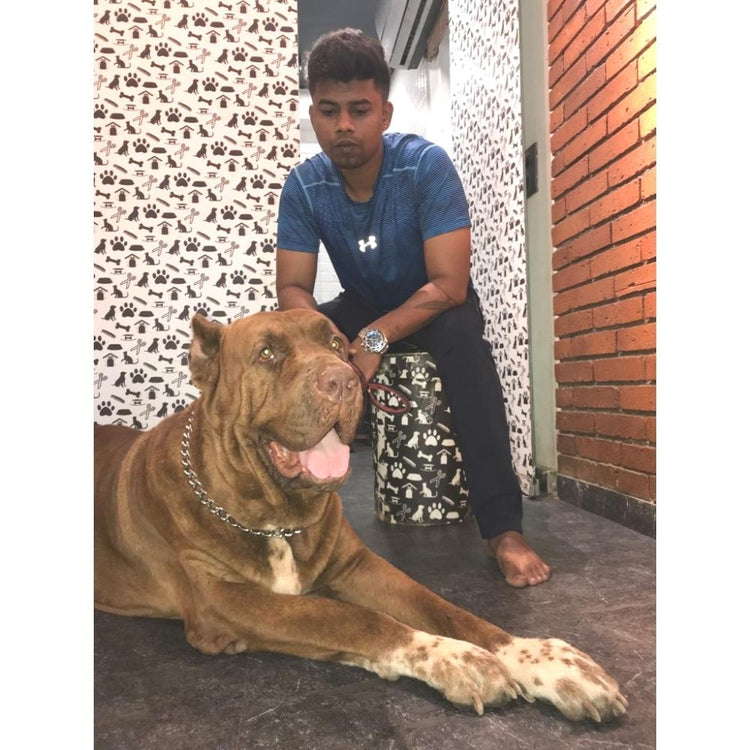 The Happy Tail Pet Cafe & Boarding, Boarding Mumbai