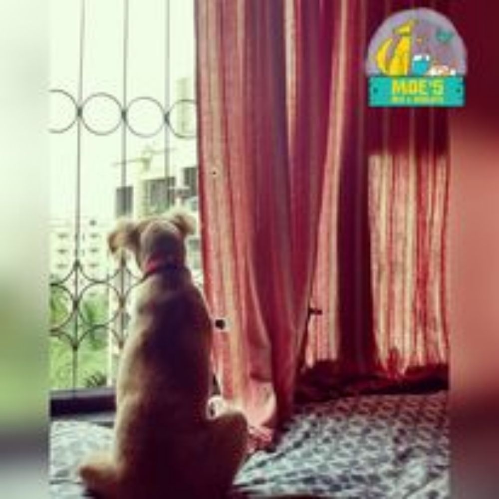 Moe's Canine Training Trainer Mumbai