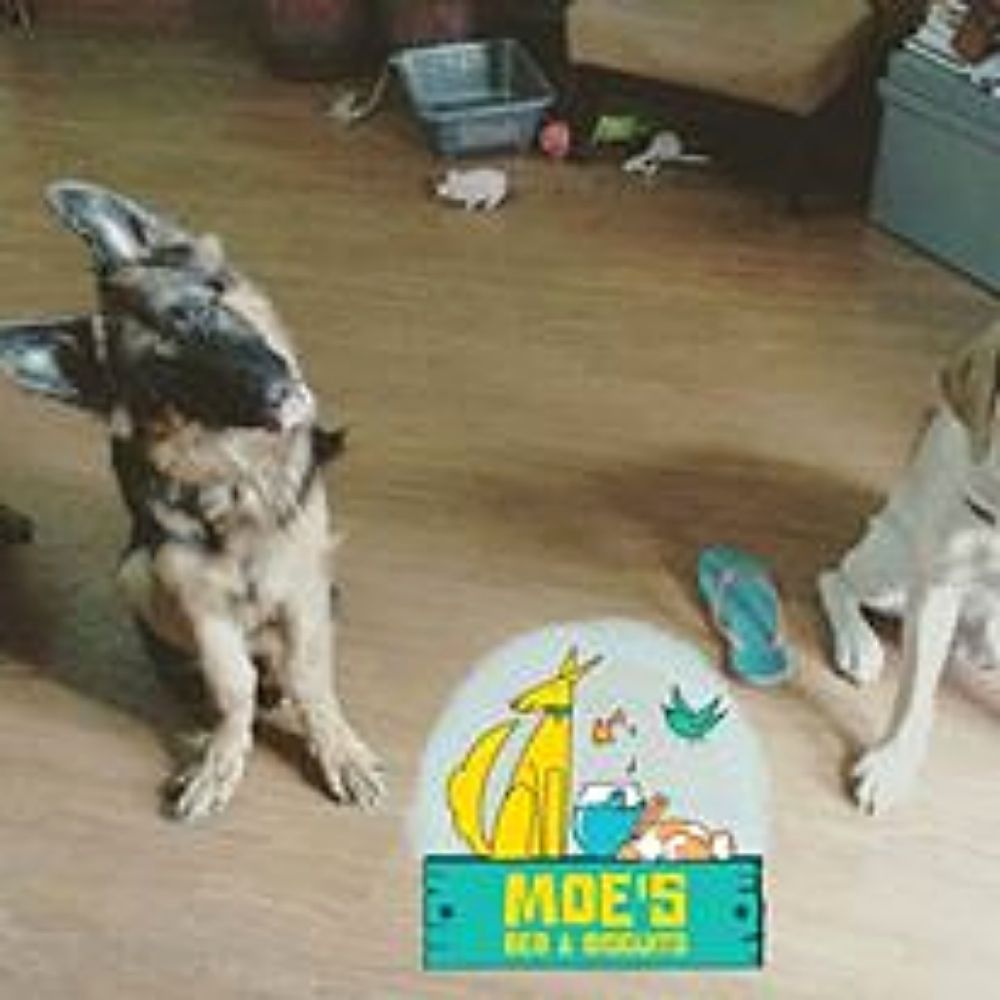 Moe's Canine Training Trainer Mumbai