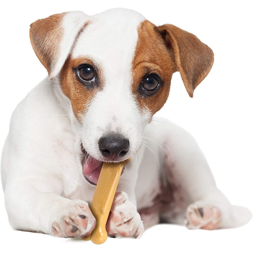 Nylabone Power Chew Bone Dog Toy - Peanut Butter Regular