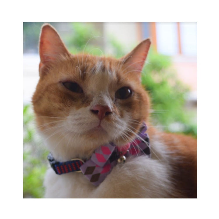 Poochles "I'm Your Diamond" Bow-Tie Cat Collar