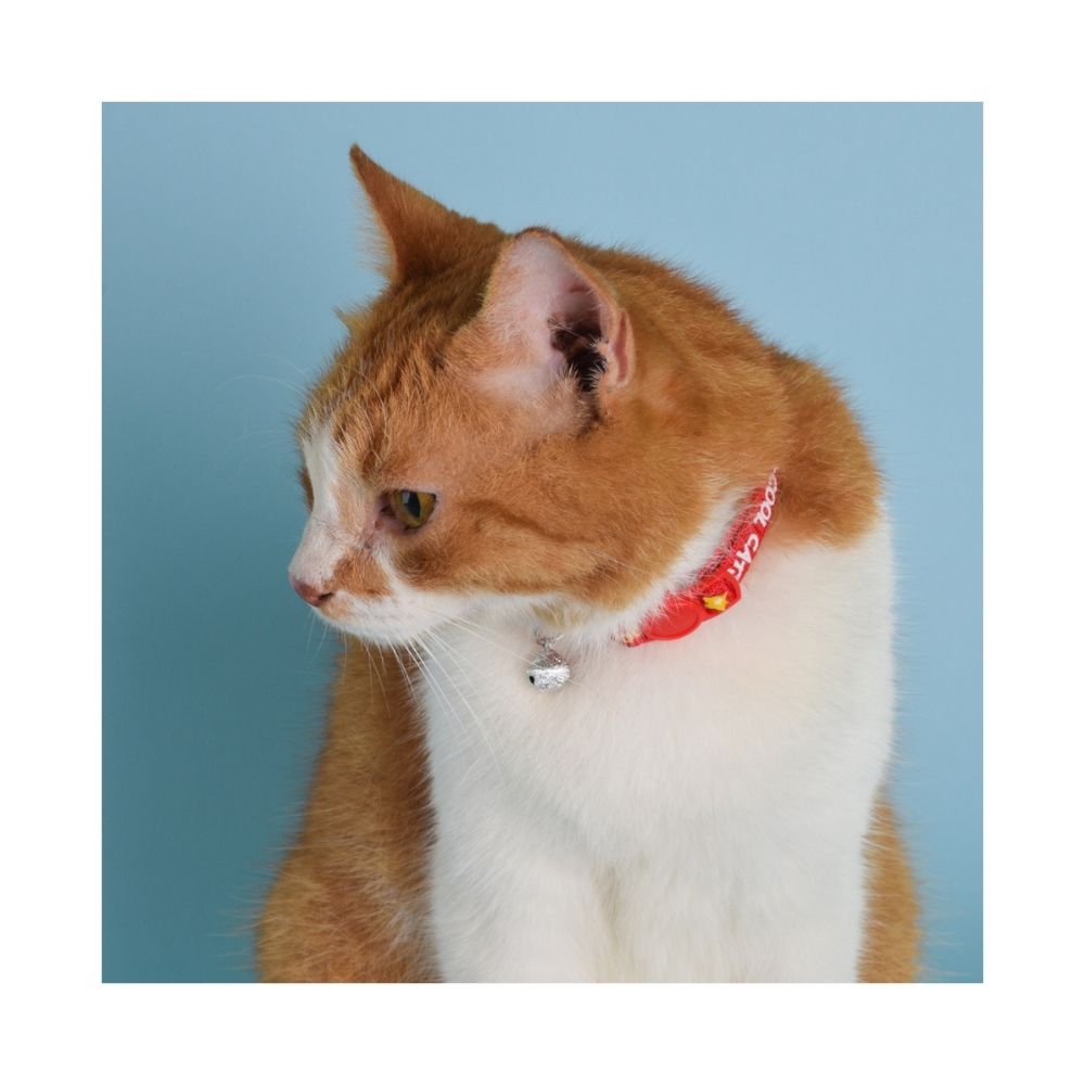 Poochles "I'm Cool" Stylish Cat Collar