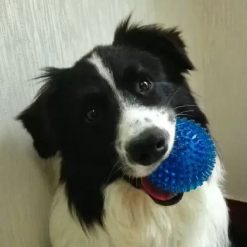 Dog Spiky Squeaky Ball Shaped Chew Toy