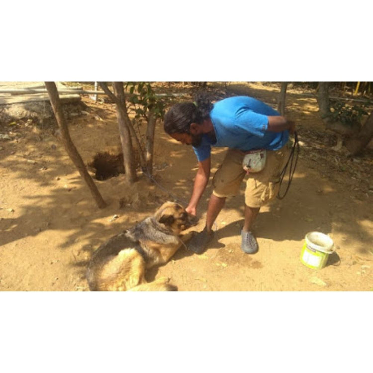 Cross Track Dog Training And Behavior Correction School Bangalore