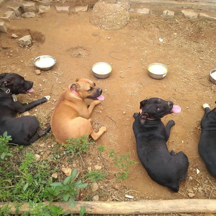 Cross Track Dog Training And Behavior Correction School Bangalore