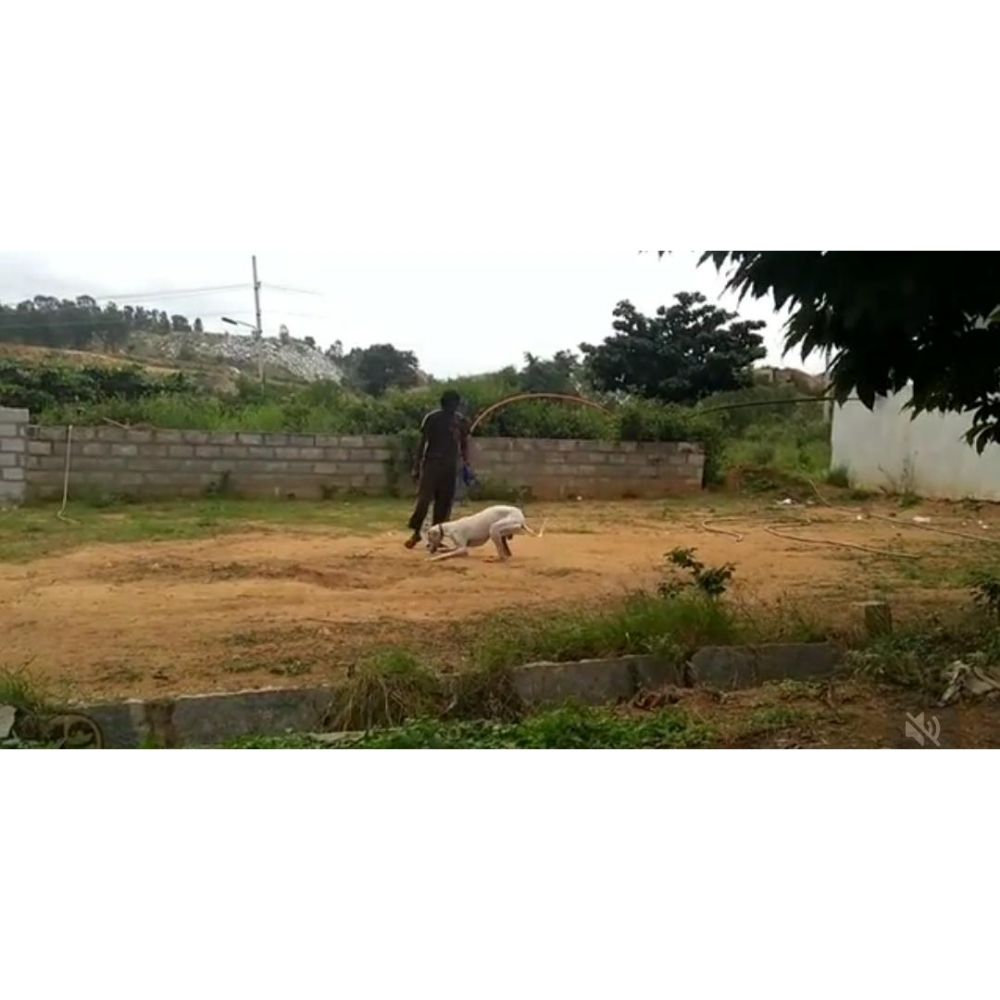 Cross Track Dog Training And Behavior Correction School Bangalore