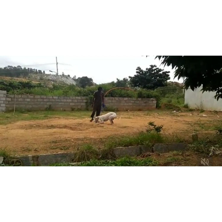 Cross Track Dog Training And Behavior Correction School Bangalore