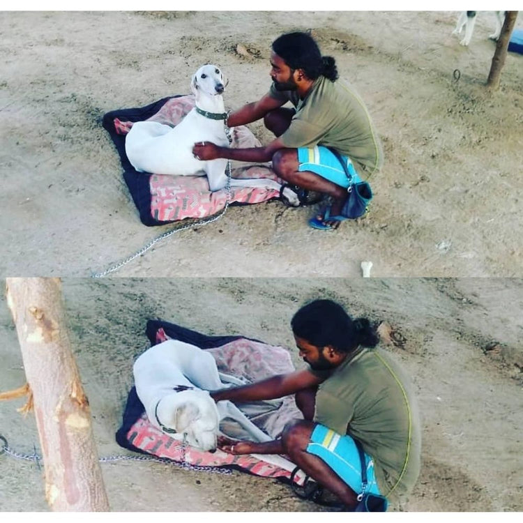 Cross Track Dog Training And Behavior Correction School Bangalore