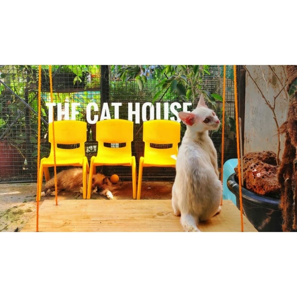 The Cat House Boarding Bangalore