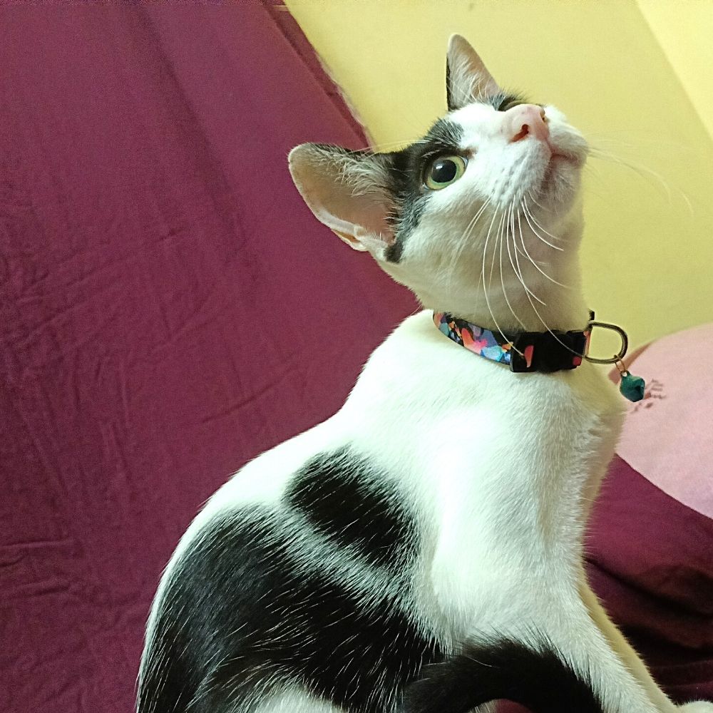 "Capella - The Star" Cat Collar
