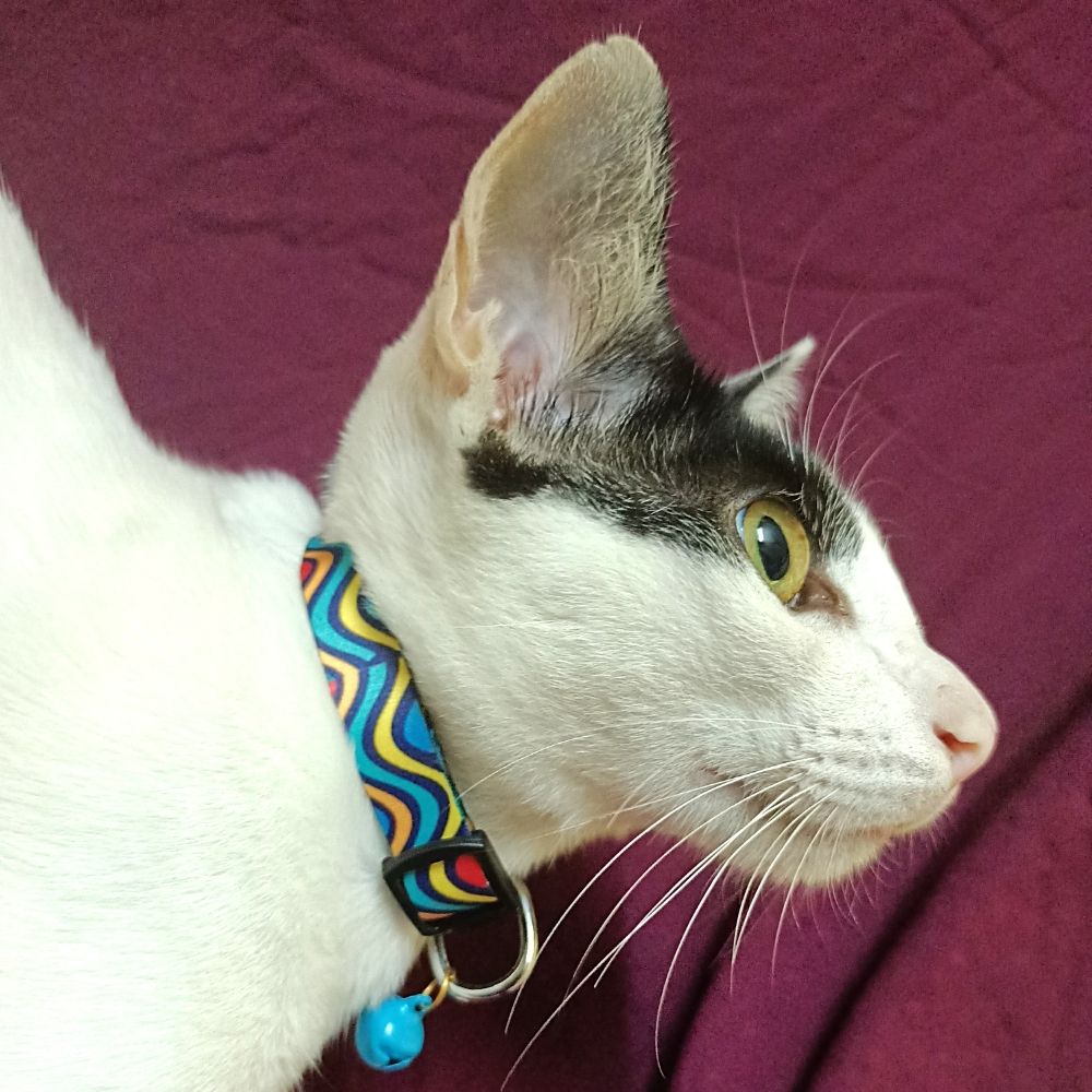"Checkered" Cat Collar