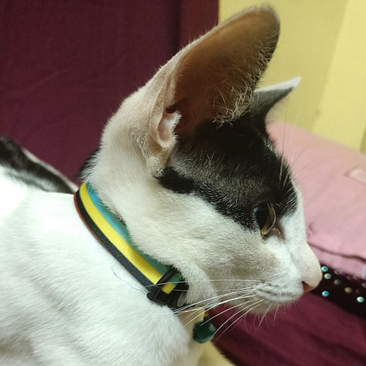 "Chintz" Cat Collar