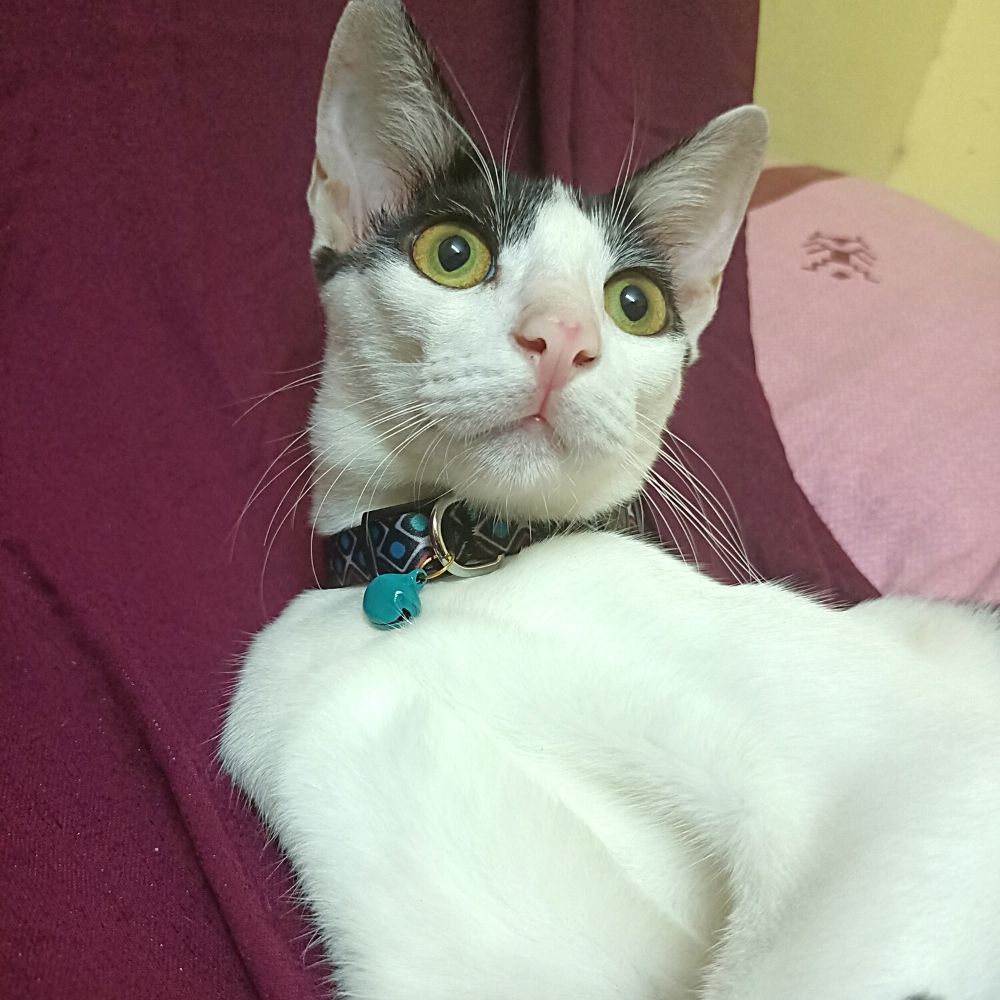 "Black Beauty" Cat Collar