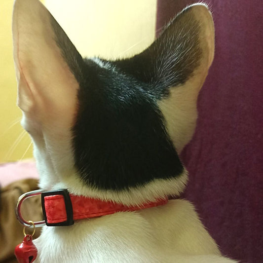 "Peppy Orange" Cat Collar