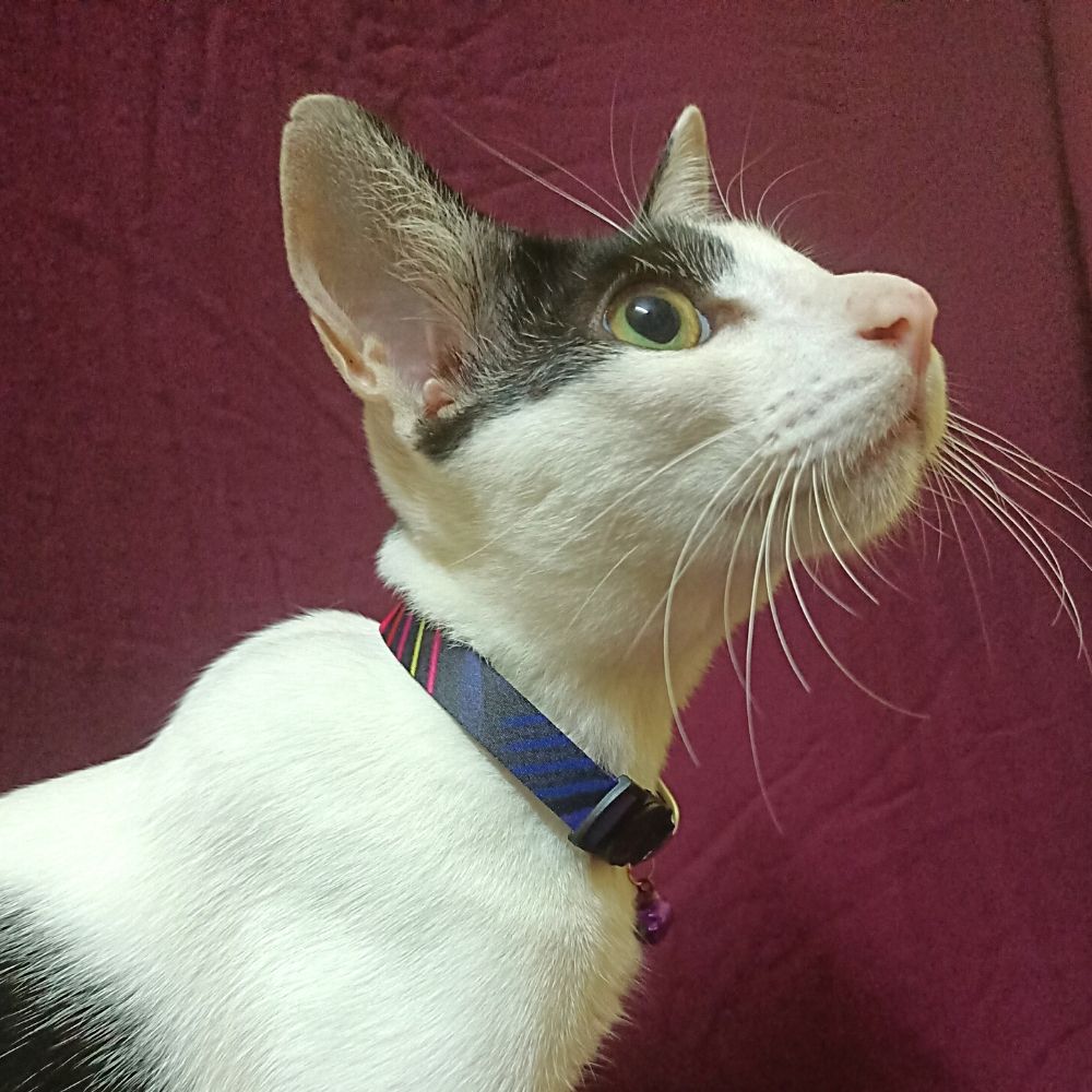 "Mystic Black" Cat Collar