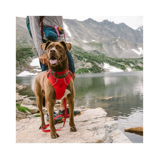 Ruffwear Front Range Harness For Dogs - Red Sumac