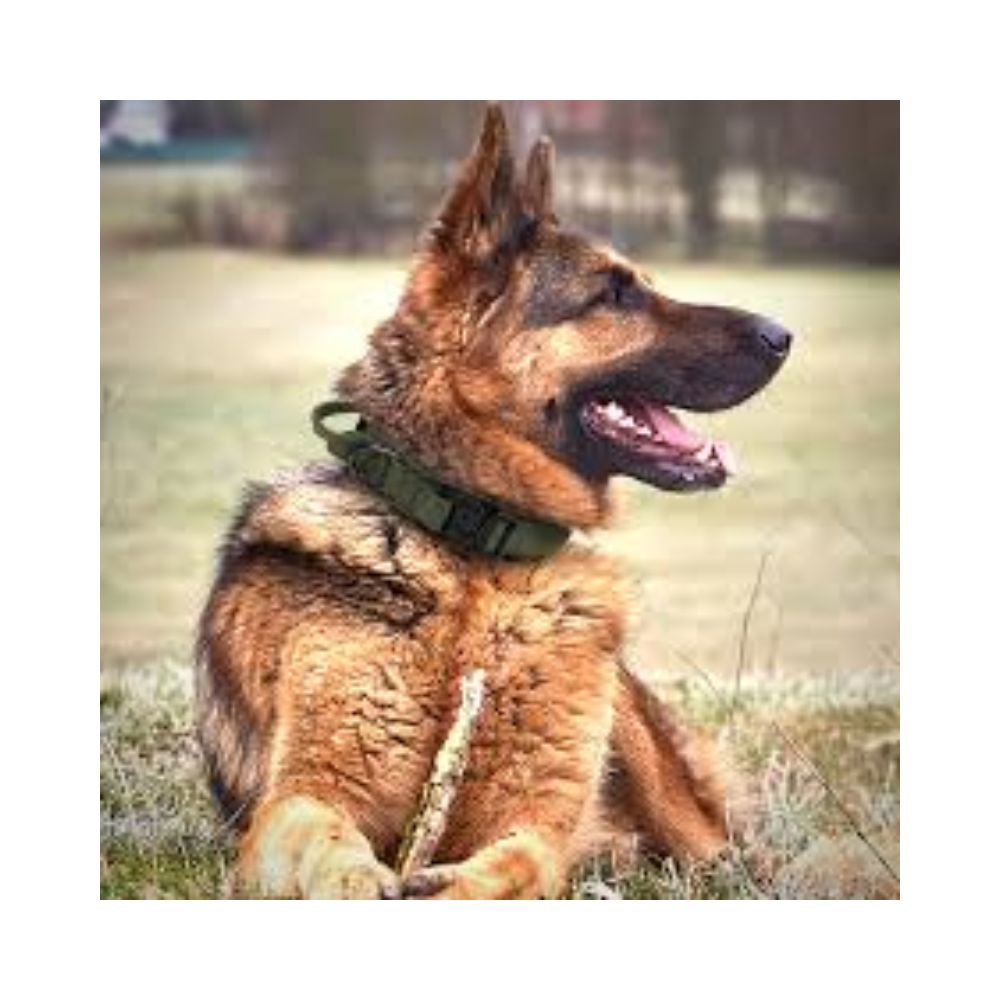 Whoof Whoof Tactical Collar For All Dogs