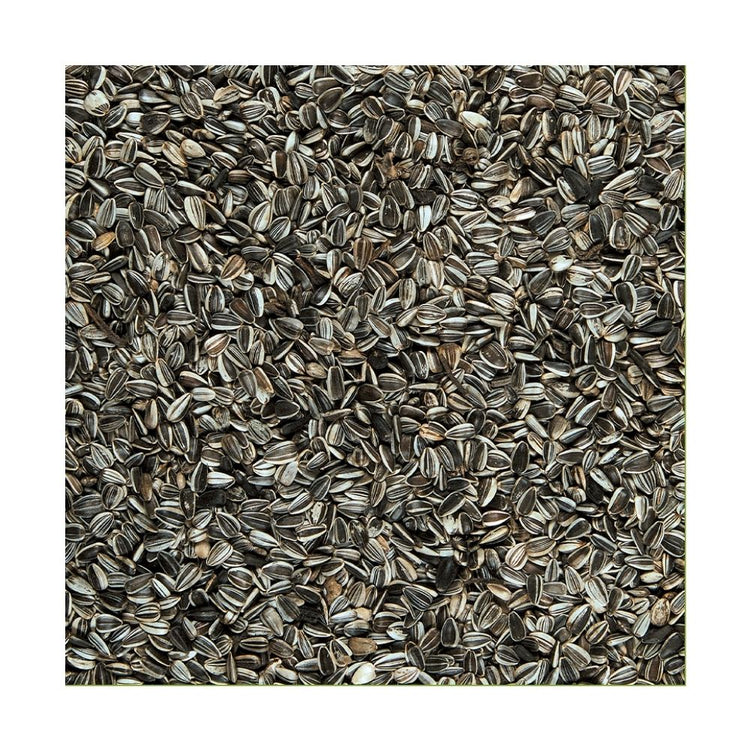 Versele-Laga Sunflower Seeds Striped Bird Food For All Birds