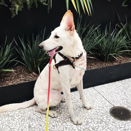Poochles Vibrant Rainbow Puppy Leash